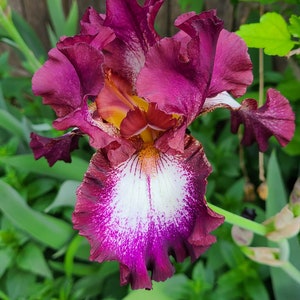 May include: Close-up of a vibrant iris flower. The petals are a deep burgundy with white and purple accents, and a yellow center. Green foliage surrounds the flower, creating a natural backdrop. The flower's intricate details are clearly visible.