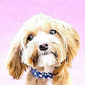 Retrato personalizado de perros