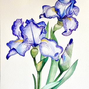 Giclee Art Print of Original Watercolor Painting Purple Irises Flowers, various sizes