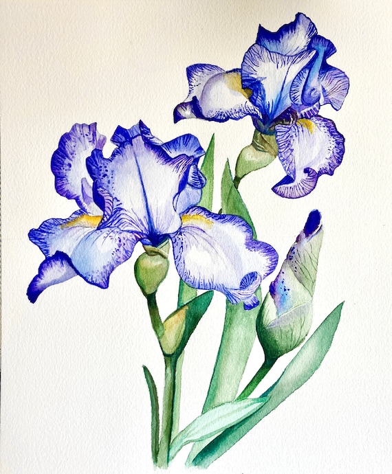 Purple Irises Art Print – Giclée Watercolor Flower Painting, Botanical Wall Art, Garden Decor, Nature Print