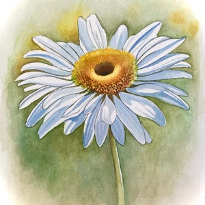 Giclee Art Print of Original Watercolor Painting &quot;White Daisy&quot; Various sizes