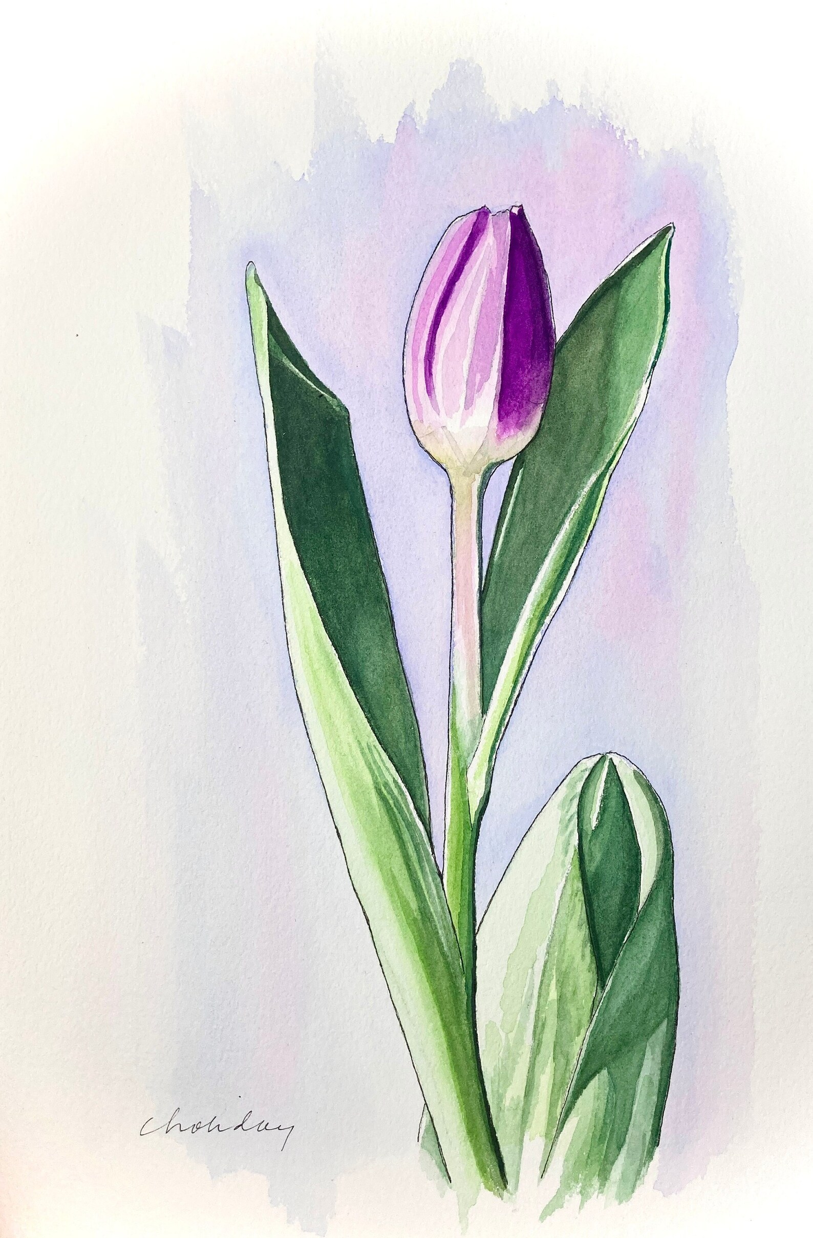 Pink Tulip, Spring Flower, Giclee Print of Original Watercolor Painting ...