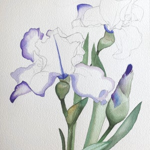 May include: Watercolor painting of purple irises with green leaves and buds. The flowers are in various stages of bloom, with some fully open and others still closed.