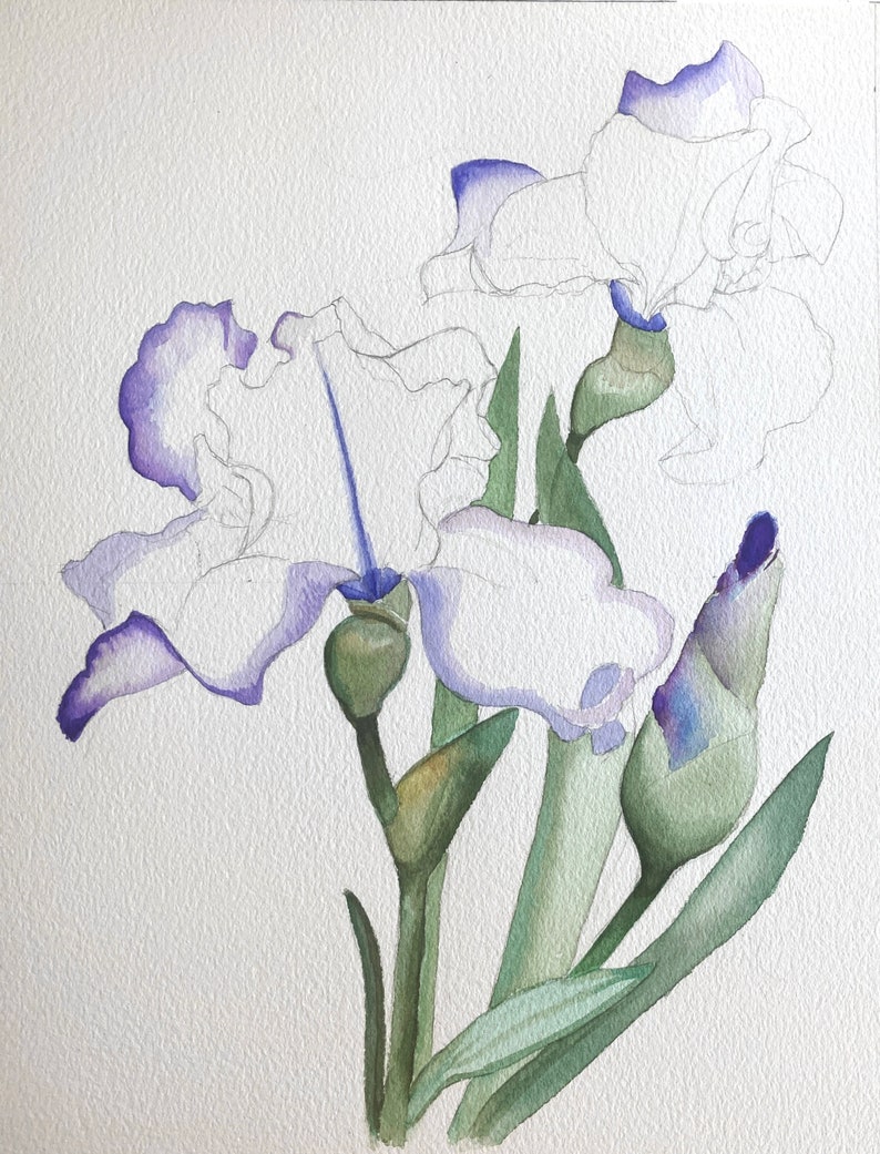 May include: Watercolor painting of purple irises with green leaves and buds. The flowers are in various stages of bloom, with some fully open and others still closed.