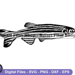 Zebra Danio Fish Svg, Aquarium Fish Svg, Fish Svg, Pet Fish Svg, Zebra Danio Fish Dxf, Zebra Danio Fish Png, Clipart, Files, Eps