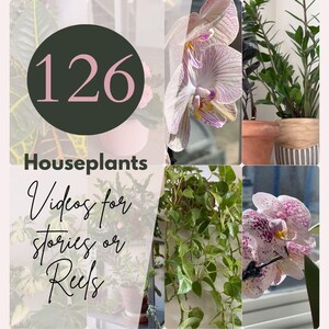 Puede incluir: Un collage con varias plantas de interior, incluyendo orquídeas y plantas colgantes. La imagen incluye el texto "126 Houseplants Videos for stories or Reels" en una fuente decorativa, sobre un fondo claro.