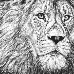 Disegno a matita "Sguardo di leone" - Arte della fauna selvatica - Stampa giclée in edizione limitata di un'opera d'arte originale di Sophie Hall