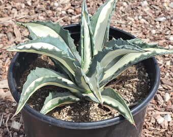 Agave americana medio-picta 'Alba'