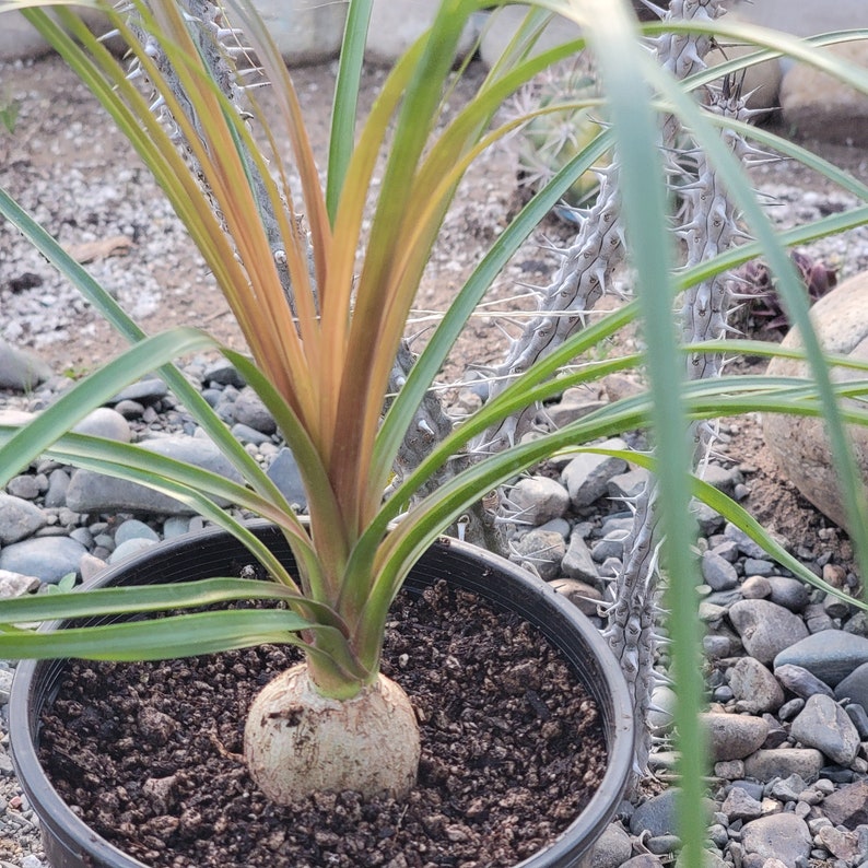 Beaucarnea Recurvata 'Ponytail Palm' 6" Assorted