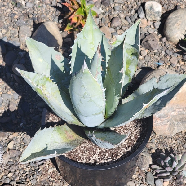 Agave Titanota 'White Ice'