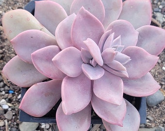 Graptoveria 'Debbie'