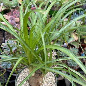 Beaucarnea Recurvata 'Ponytail Palm' image 2