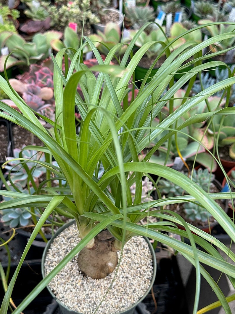 Beaucarnea Recurvata 'Ponytail Palm' image 2