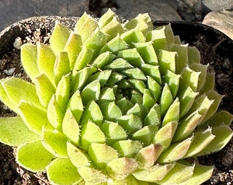 Sempervivum atlanticum