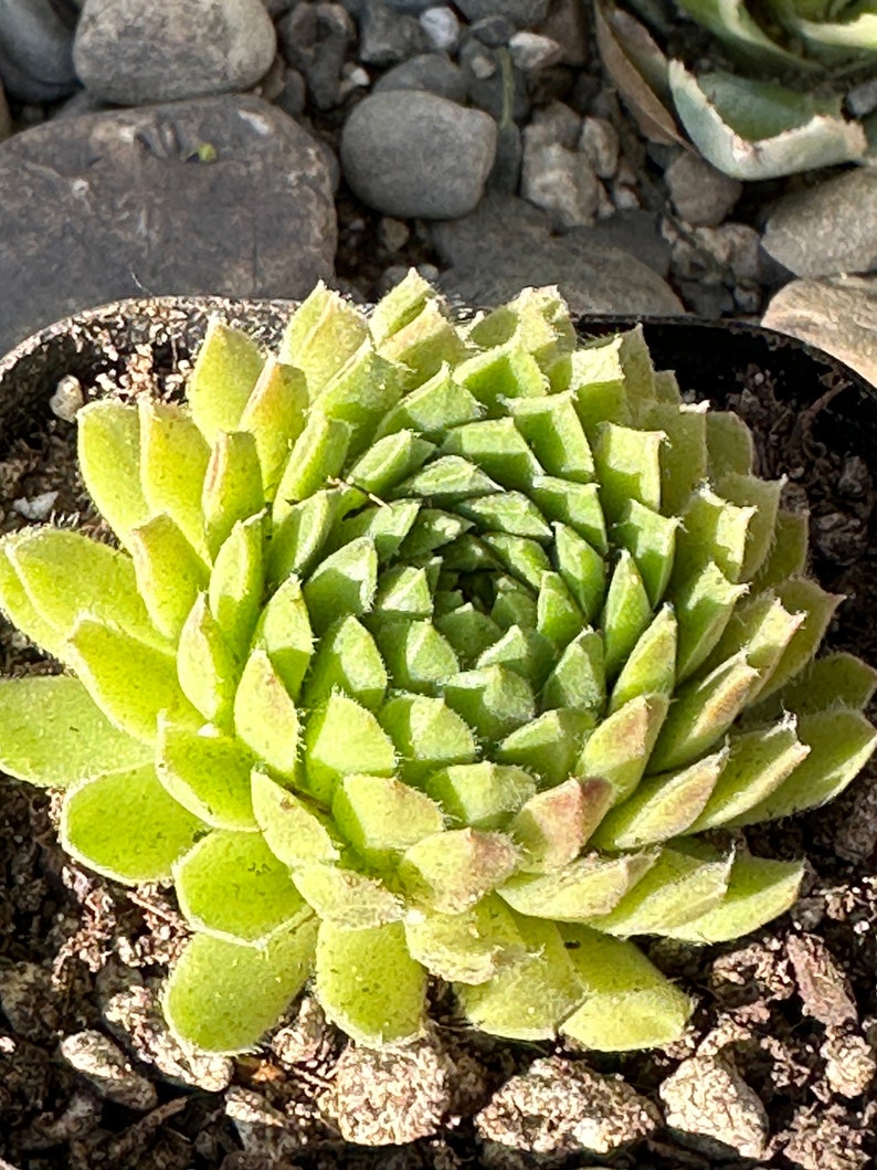 Sempervivum atlanticum image 1