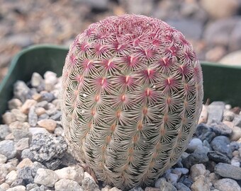 Echinocereus rigidissimus 'Rainbow Cactus'