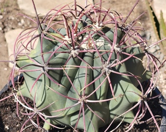 Ferrocactus gracilis 'Fire Barrel Cactus'