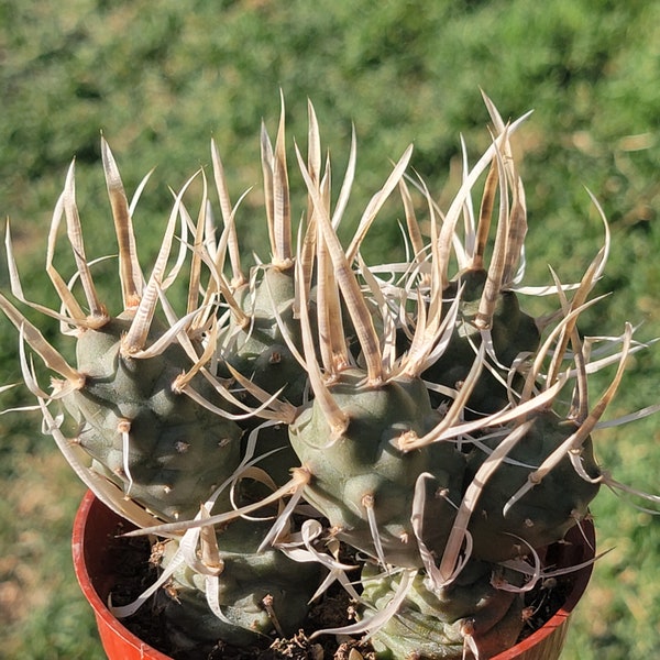 Tephrocactus articulatus var. papyracanthu 'Paper Spine Cactus'