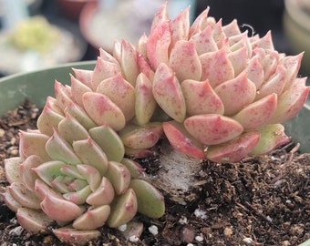 Graptoveria 'Olivia'