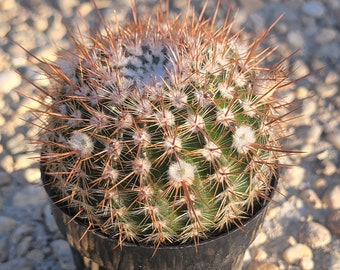 Notocactus schlosseri