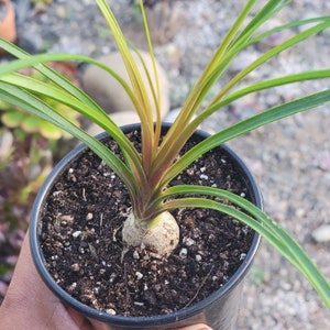 Beaucarnea Recurvata 'Ponytail Palm' 4" Assorted