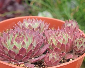 Sempervivum 'Glowing Embers'