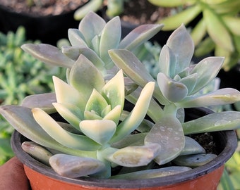 Graptopetalum Paraguayense 'Ghost Plant'