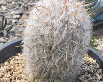 Oreocereus celsianus 'Old Man of the Andes Cactus'