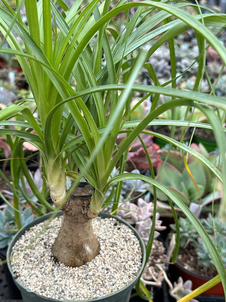 Beaucarnea Recurvata 'Ponytail Palm' 6" XL Cutbacks Assorted