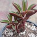 see more listings in the Premium/Other Succulents section