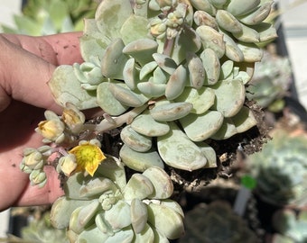 Graptoveria 'Moonglow' Clusters