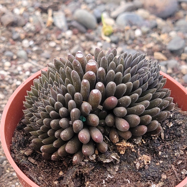 Sinocrassula yunnanensis 'Chinese Jade"