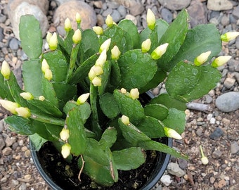 Rhipsalidopsis gaertneri 'Spring Cactus'