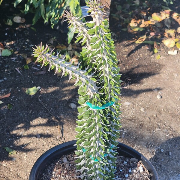 Alluaudia procera “Ocotillo”