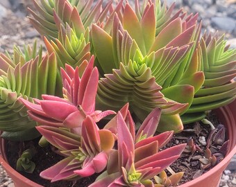 Crassula capitella 'Red Pagoda'