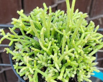 Rhipsalis cassutha 'Mistletoe Cactus'