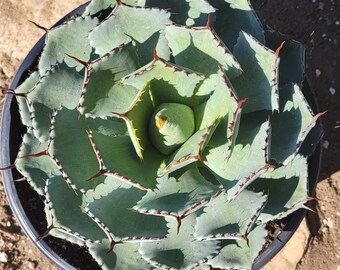 Agave potatorum 'Kichiokan'