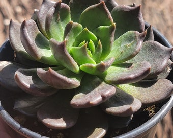 Echeveria "Black Prince"