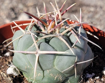 Thelocactus hexaedrophorus