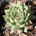 see more listings in the Sempervivum section