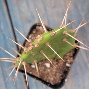 Opuntia monacantha 'Drooping Prickly Pear' image 2