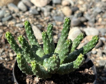 Euphorbia inermis huttonae