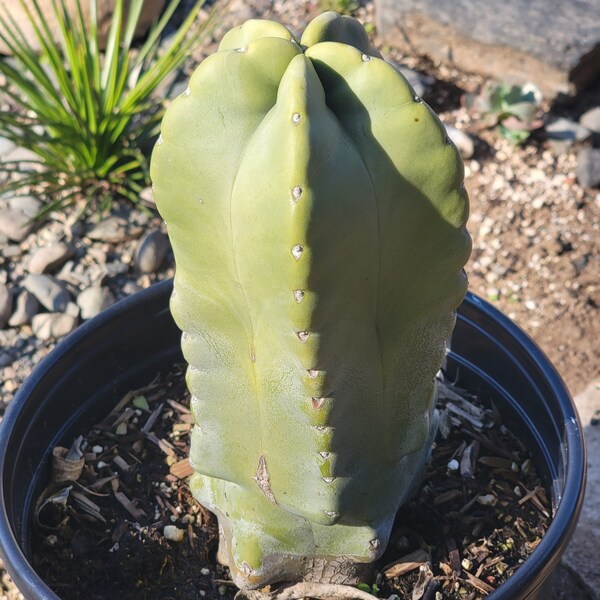 Lophocereus schottii monstrose 'Totem Pole'