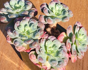 Echeveria 'Raindrops'