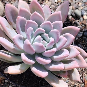 Graptoveria 'Opalina'