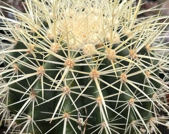 Echinocactus grusonii ‘Golden Barrel Cactus’