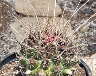 Ferocactus hamatacanthus 'Texas Barrel Cactus'