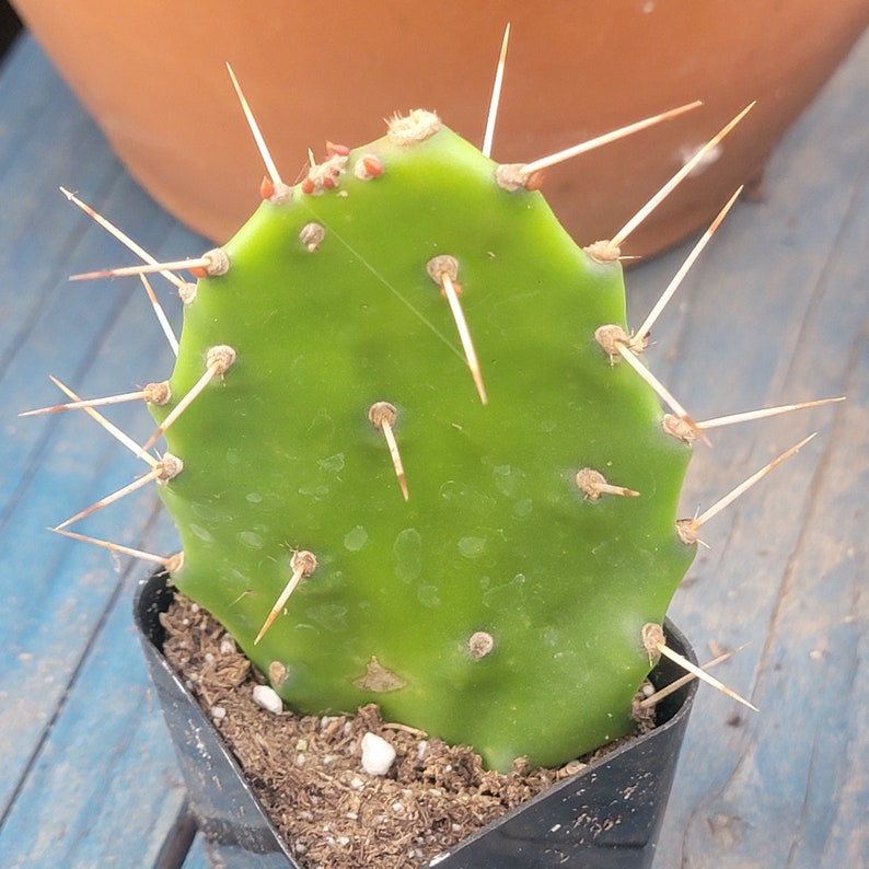 Opuntia monacantha 'Drooping Prickly Pear' image 1
