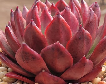 Echeveria Agavoides 'Haile'