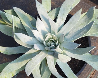 Dudleya brittonii